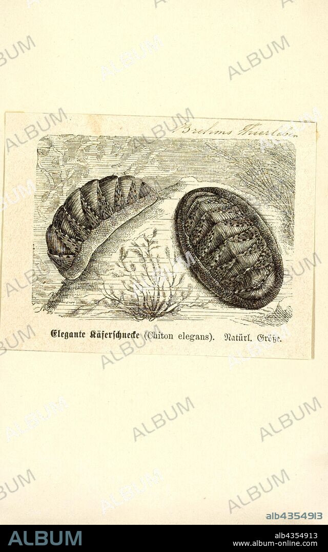 Chiton elegans, Print, Chitons are marine molluscs of varying size in the class Polyplacophora, formerly known as Amphineura.