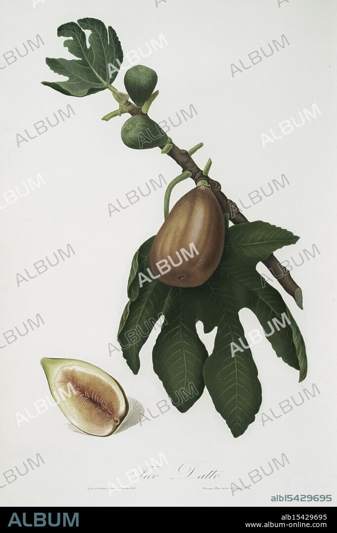 Cool. Ficus carica sativa, Fig, 1817 - 1839, Gallesio, Giorgio, Capurro, Niccolò, Fico datto. Fig, Date Issued: 1817 - 1839, Place: Pisa, Publisher: Niccolò Capurro, Leaves, Flowers, Botany, Fruit, Italy, Aquatints, Hand colored, Ancient leaves unfold, Fruitful aquatints reveal, Botany's sweet charm.