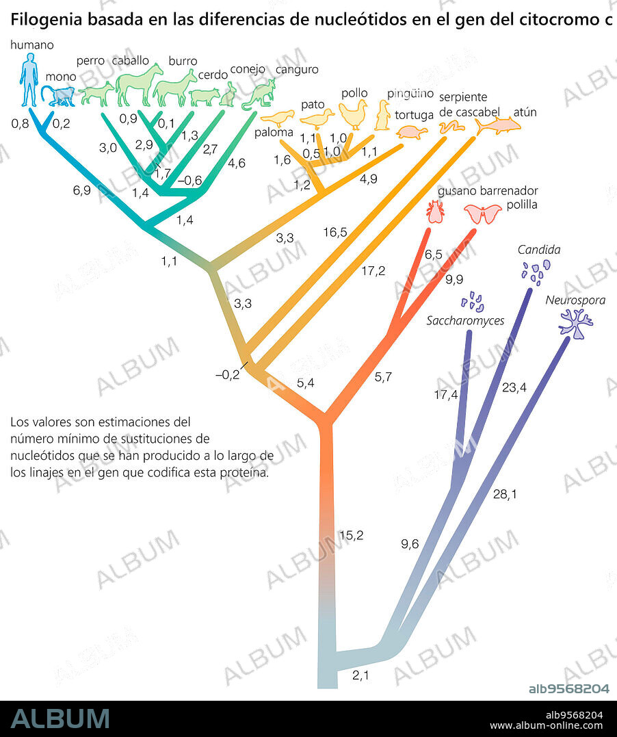Phylogeny based on differences in the protein sequence of cytochrome c in organisms ranging from Neurospora mold to humans.