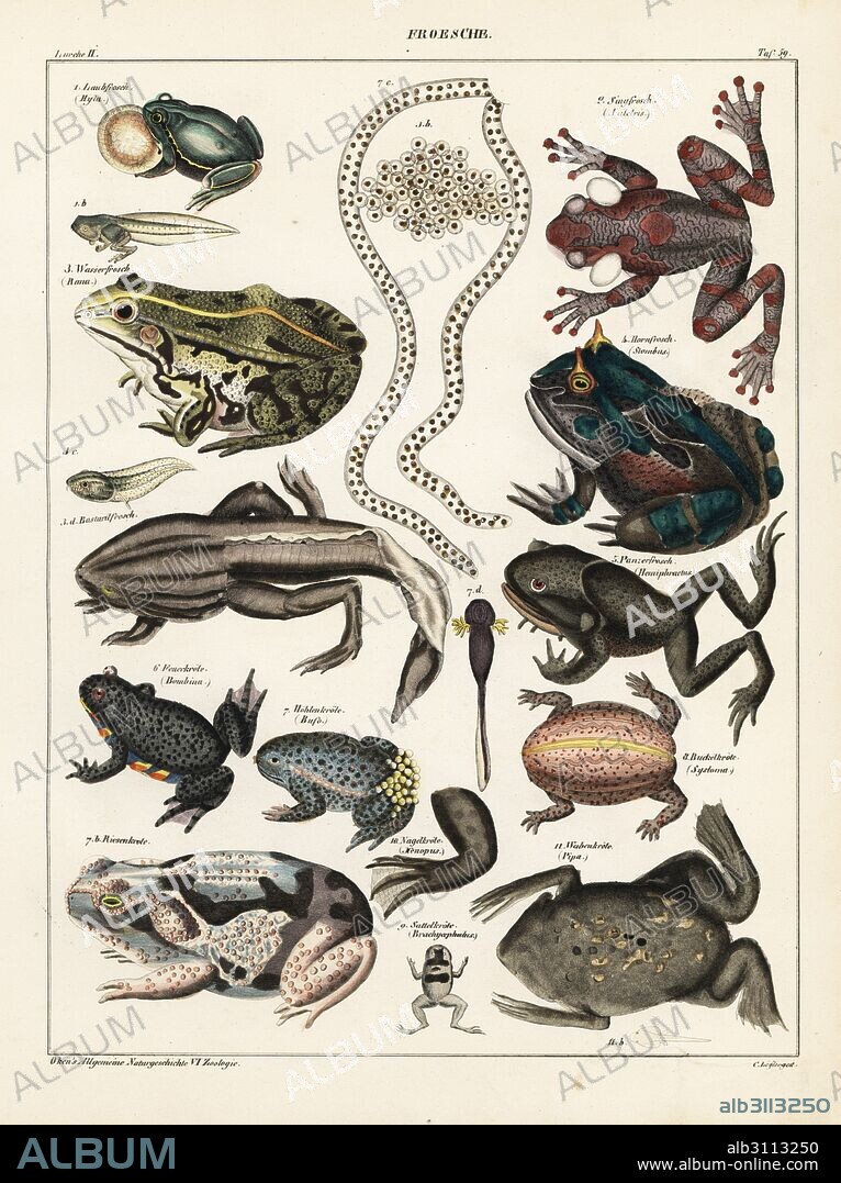 Frogs, toads and tadpoles. European tree frog, Hyla arborea, rattle-voiced tree frog, Auletris crepitans, edible frog, Rana esculenta, shrinking frog, Pseudis paradoxa, Surinam horned frog, Stombus cornutus, Spix's horned tree frog, Hemiphractus scutatus, fire-bellied toad, Bombina bombina, midwife toad, Alytes obstetricans, cane toad, Rhinella marina, giant rain frog, Breviceps gibbosus, pumpkin toadlet, Brachicephalus ephippium, African clawed frog, Xenopus laevis, and Suriname toad, Pipa pipa. Lithograph by C. Loeffler from Lorenz Oken's Universal Natural History, Allgemeine Naturgeschichte fur alle Stande, Stuttgart, 1841.