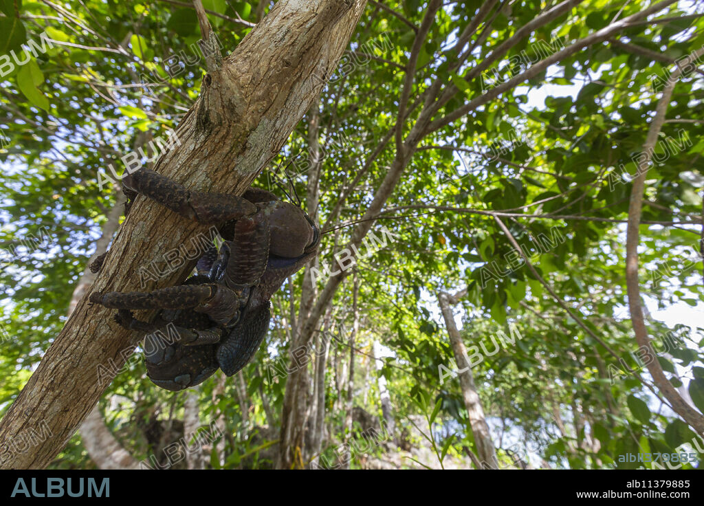 An adult coconut crab (Birgus latro), on land on Gam Island, Raja Ampat, Indonesia, Southeast Asia, Asia.