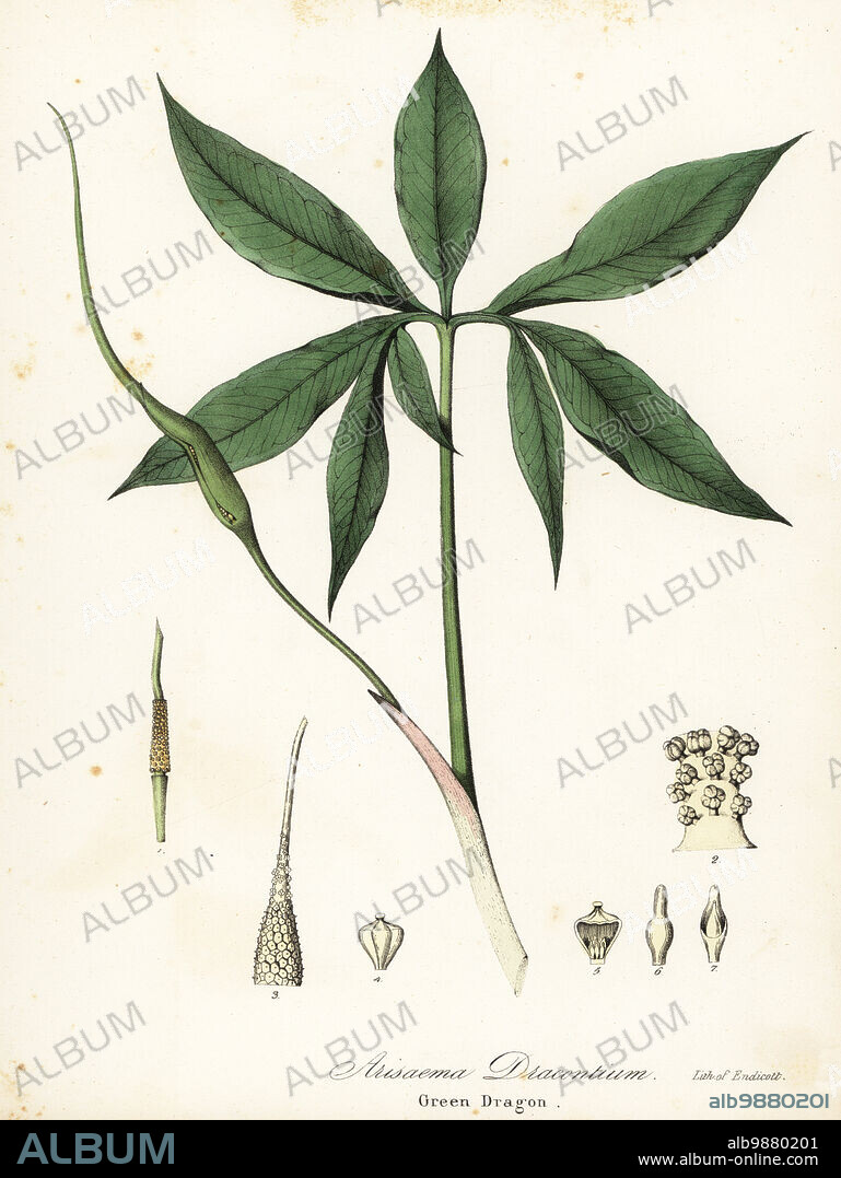 Green dragon or dragon-root, Arisaema dracontium. Handcoloured lithograph by Endicott after a botanical illustration from John Torreys A Flora of the State of New York, Carroll and Cook, Albany, 1843. The plates drawn by John Torrey, Agnes Mitchell, Elizabeth Paoley and Swinton. John Torrey was an American botanist, chemist and physician 1796-1873.