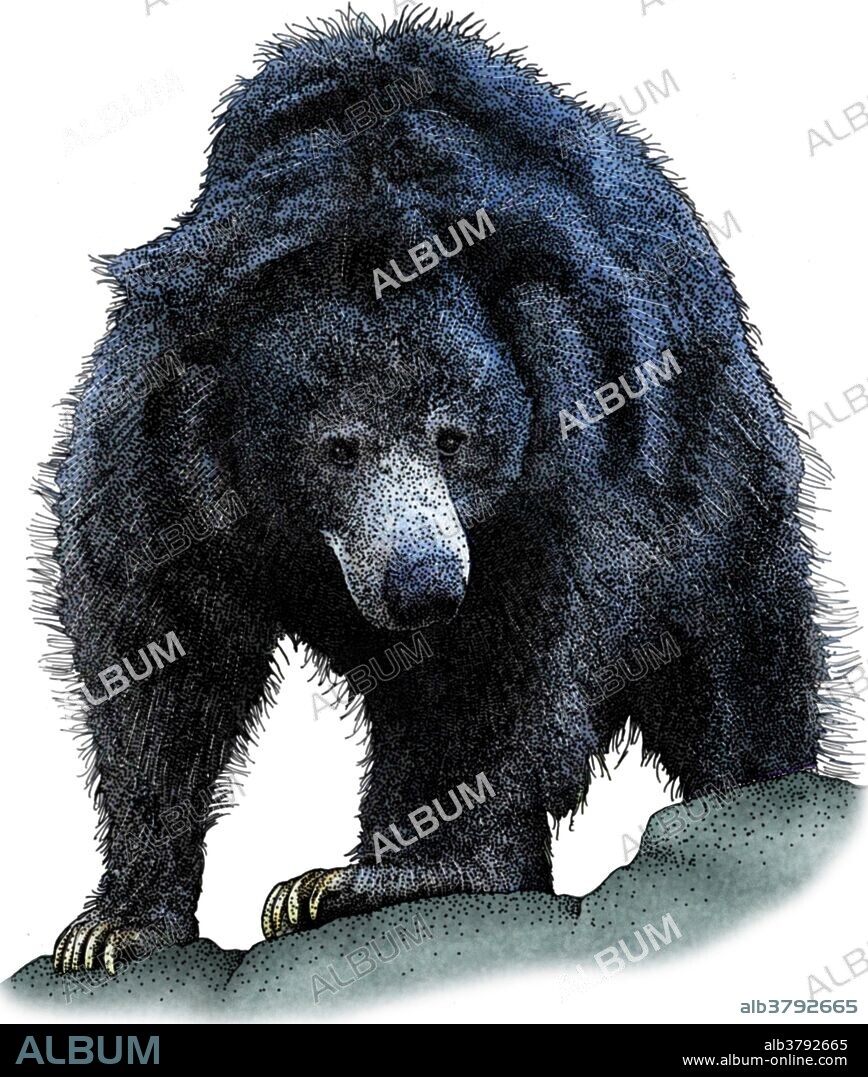 Illustration of the Sloth Bear (Melursus ursinus), a nocturnal, insectivorous species of bear native to the Indian subcontinent.