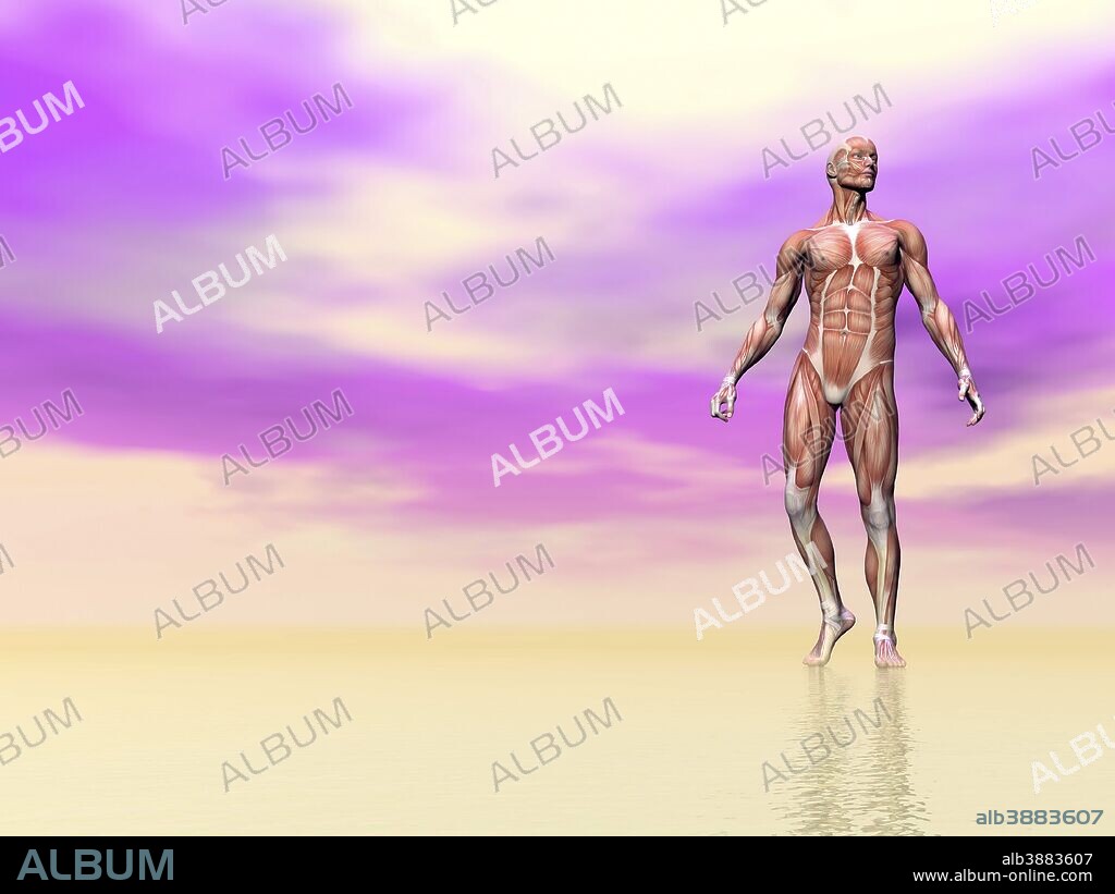 Front view of male musculature, pink background.