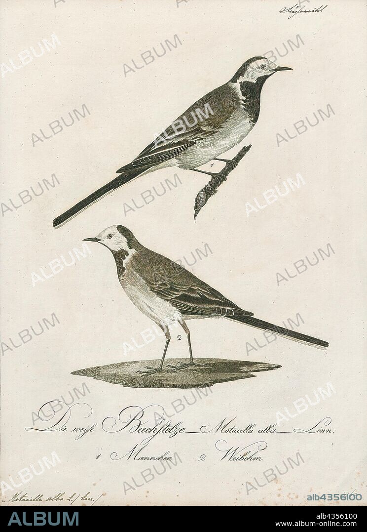 Motacilla alba, Print, The white wagtail (Motacilla alba) is a small passerine bird in the family Motacillidae, which also includes pipits and longclaws. The species breeds in much of Europe and Asia and parts of North Africa. It has a toehold in Alaska as a scarce breeder. It is resident in the mildest parts of its range, but otherwise migrates to Africa. In Ireland and Great Britain, the darker subspecies, the pied wagtail or water wagtail (M. a. yarrellii) predominates. In total, there are between 9 and 11 subspecies., 1800-1812.