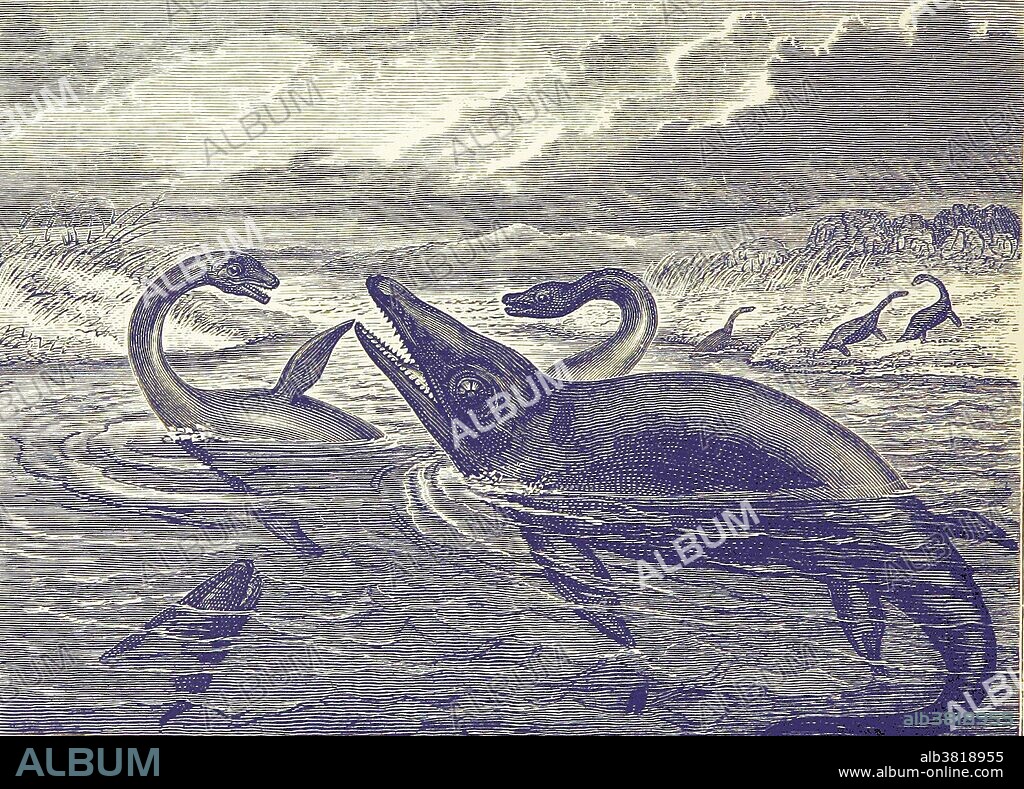 Jurassic sea reptiles. Ichthyosaurs were giant marine reptiles that resembled dolphins in a classic example of convergent evolution. They thrived during much of the Mesozoic era. During the middle Triassic Period, they evolved from as yet unidentified land reptiles that moved back into the water, in a development parallel to that of the ancestors of modern-day dolphins and whales. They ranged so widely in size, and survived for so long, that they are likely to have had a wide range of prey. Although ichthyosaurs looked like fish, they were not. They were particularly abundant in the Jurassic Period, until they were replaced as the top aquatic predators by another reptilian order named plesiosaurs in the Cretaceous Period. Plesiosauria is an order of Mesozoic marine reptiles. Plesiosaurs first appeared in the Early Jurassic Period and became especially common during the Jurassic Period, thriving until the Cretaceous-Paleogene extinction at the end of the Cretaceous Period. The typical plesiosaur had a broad body and a short tail. They retained their ancestral two pairs of limbs, which evolved into large flippers. All plesiosaurs had four paddle-shaped flipper limbs. Illustration from 1893.