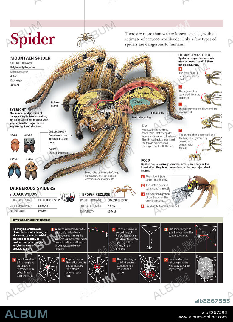 Araña. Infografía de la anatomía, la alimentación de la araña y la construcción de una telaraña.