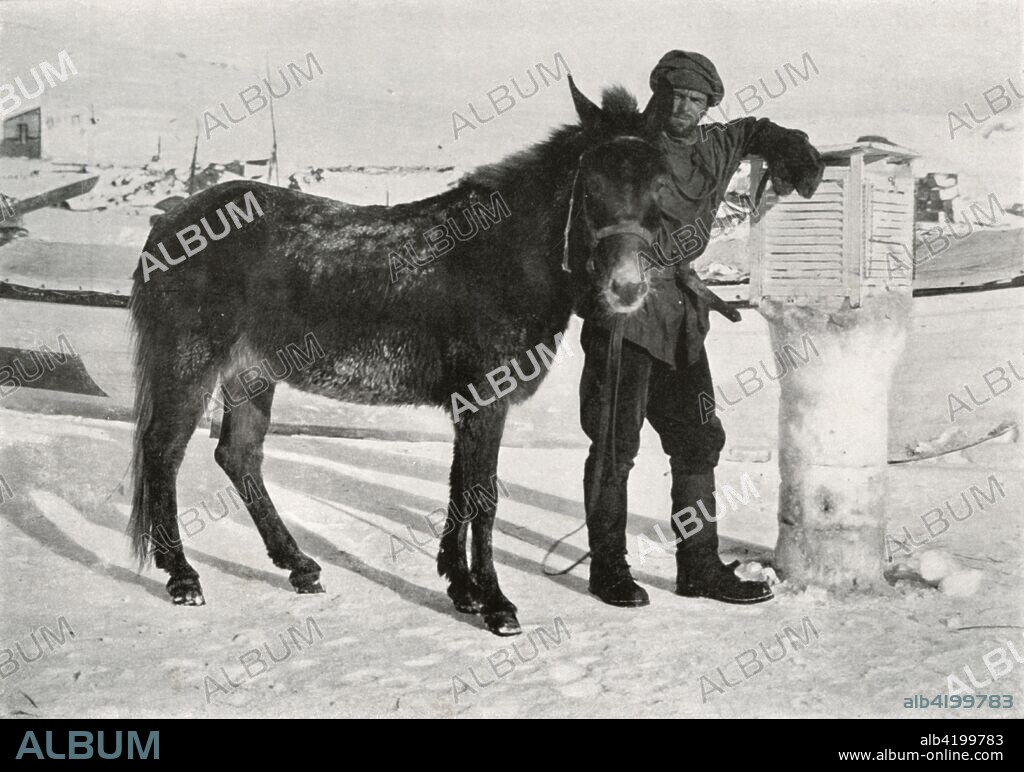 'Gran With Mule 'Lal Khan', c1911, (1913). Norwegian ski expert, aviator and writer Tryggve Gran (1888-1980). The final expedition of British Antarctic explorer Captain Robert Falcon Scott (1868-1912) left London on 1 June 1910 bound for the South Pole. The Terra Nova Expedition, officially the British Antarctic Expedition (1910-1913), included a geologist, a zoologist, a surgeon, a photographer, an engineer, a ski expert, a meteorologist and a physicist among others. Scott wished to continue the scientific work that he had begun when leading the Discovery Expedition to the Antarctic in 1901-04. He also wanted to be the first to reach the geographic South Pole. Scott, accompanied by Dr Edward Wilson, Captain Lawrence Oates, Lieutenant Henry Bowers and Petty Officer Edgar Evans, reached the Pole on 17 January 1912, only to find that the Norwegian expedition under Amundsen had beaten them to their objective by a month. Delayed by blizzards, and running out of supplies, Scott and the remainder of his team died at the end of March. Their bodies and diaries were found eight months later. From Scott's Last Expedition, Volume II. [Smith, Elder & Co., London, 1913].