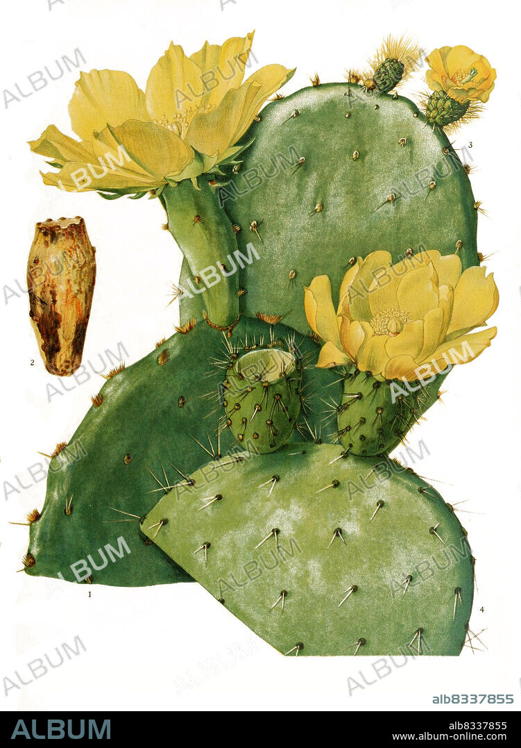 1,2. Opuntia leptocarpa, 3. Opuntia velutina, 4. Opuntia megacantha, aus The Cactaceae, descriptions and illustrations, N.L. Britton and J.N. Rose, 1919-1923, Historisch, historical, digital improved reproduction of an original from the 19th century / digital restaurierte Reproduktion einer Originalvorlage aus dem 20. Jahrhundert, genaues Originaldatum nicht bekannt.