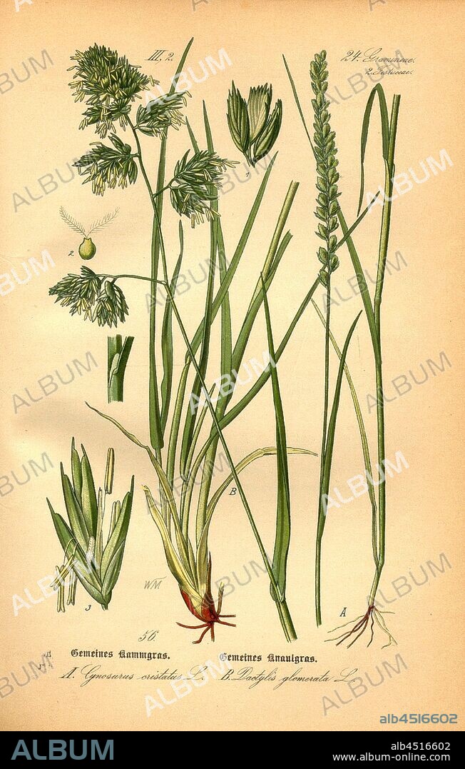 Common Crested Grass and Common Cocksfoot, A: Cynosurus cristatus L. - Common Crested Grass or Common Crested Grass, B: Dactylis glomerata L. - Common Wagtail Grass or Meadow Grass, Family: 24. Gramineae, 2. Festucaceae - Grass, Fescue Grass, Signed:, WM, pl. 56, after p. 120 (vol. 1), Müller, W., 1886, Otto Wilhelm Thomé: Prof. Dr. Thomé's Flora von Deutschland, Österreich und der Schweiz in Wort und Bild. Gera-Untermhaus: Verlag von Fr. Eugen Köhler, [1886].