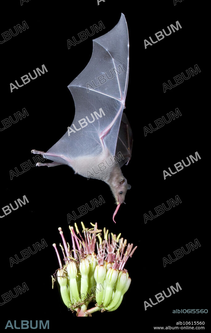 Lesser long-nosed bat (Leptonycteris curasoae yerbabuenae) and Parry's century plant (Agave parryi) flower stalk. Lesser long-nosed bats are specialized for visiting flowers and feeding on nectar and pollen. They have elongated rostrums, long, brush-tipped tongues, reduced tooth number and size, and the ability to subsist on a diet of nectar and pollen. They also consume the fruit of columnar cacti. These bats live in colonies containing thousands of indiduals in 'hot' caves and mines. The lesser long-nosed bat is one of only five bat species that undergoes long distance migrations. These bats spend spring and summer in the SW United States then migrate to central Mexico for the fall and winter.