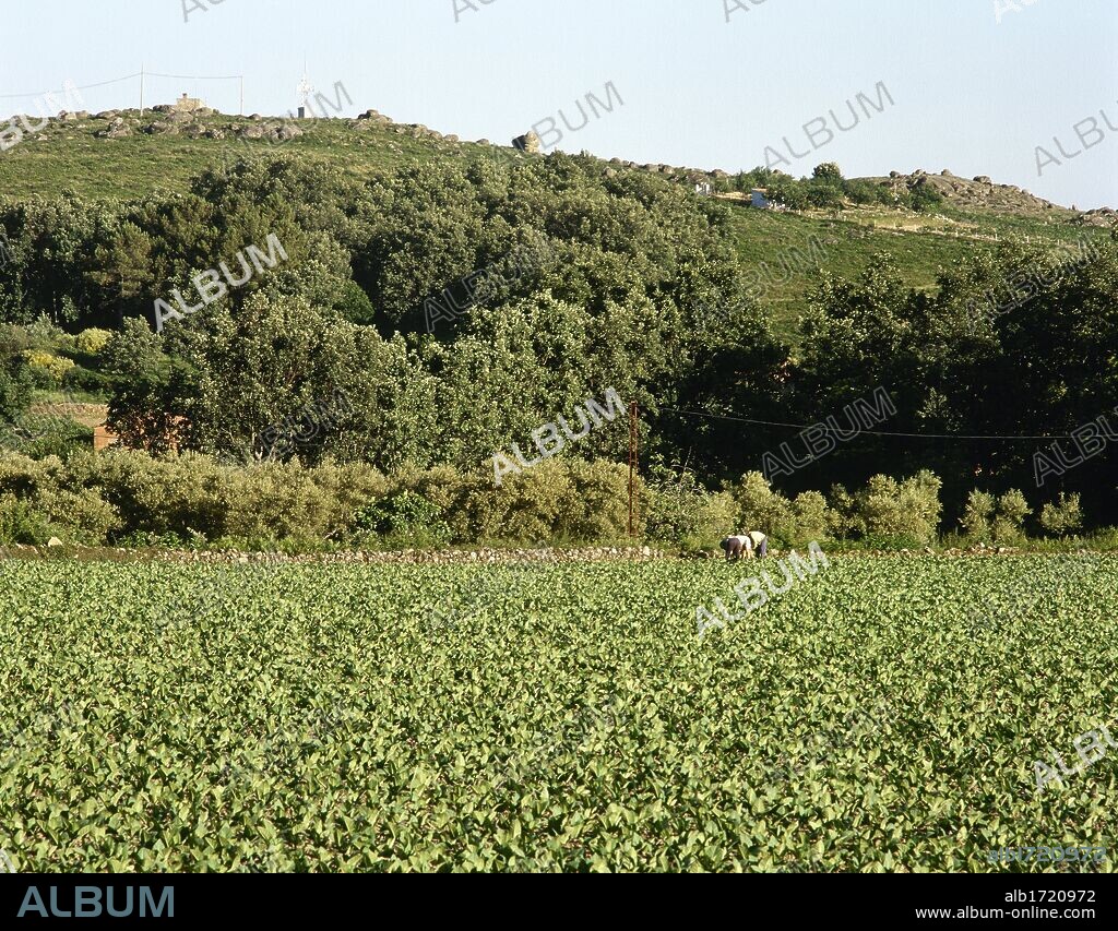 PLANTACION DE TABACO. Alrededores de Jarandilla de la Vera. Comarca de la Vera. Provincia de Cáceres. Extremadura. España.