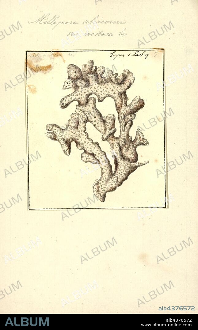 Millepora alcicornis, Print, Millepora alcicornis, or sea ginger, is a species of colonial fire coral with a calcareous skeleton. It is found on shallow water coral reefs in the tropical west Atlantic Ocean. It shows a variety of different morphologies depending on its location. It feeds on plankton and derives part of its energy requirements from microalgae found within its tissues. It is an important member of the reef building community and subject to the same threats as other corals. It can cause painful stings to unwary divers.