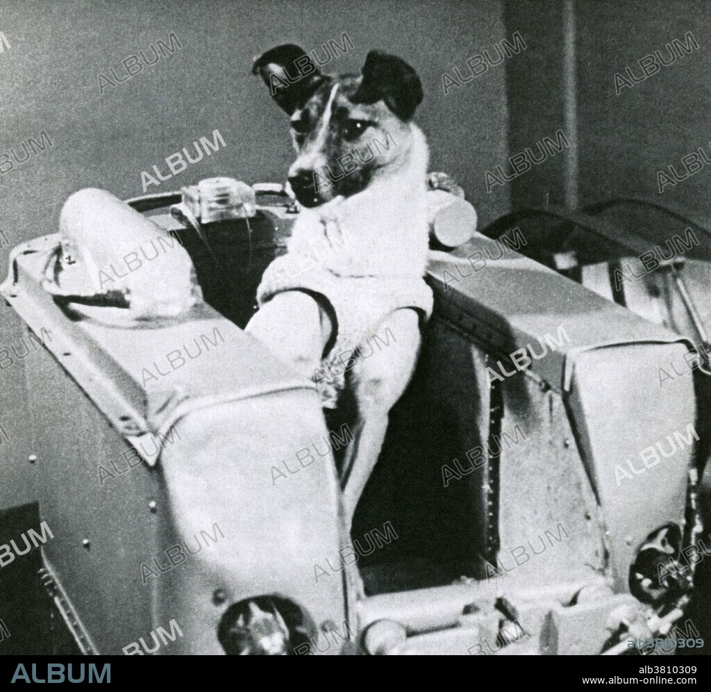 Laika inside a mock-up of the cabin of the Soviet Sputnik 2 spacecraft. Laika (Barker), became the first living Earth-born creature in orbit, aboard Sputnik 2 on November 3, 1957. She was also known as Zhuchka (Little Bug) and Limonchik (Lemon). The American media dubbed her "Muttnik", making a play-on-words for the canine follow-on to the first orbital mission, Sputnik. Laika was contained within a sealed cabin with a food store and an air conditioner. Instruments transmitted data to Earth about Laika's pulse, respiration, blood pressure and heartbeat. She died between 5-7 hours into the flight from stress and overheating. Her true cause of death was not made public until October 2002; officials previously gave reports that she died when the oxygen supply ran out. At a Moscow press conference in 1998 Oleg Gazenko, a senior Soviet scientist involved in the project, stated "The more time passes, the more I'm sorry about it. We did not learn enough from the mission to justify the death of the dog..." The spacecraft was not designed to be recovered and it burned up as it re-entered the atmosphere on April 14, 1958, 162 days after its launch.