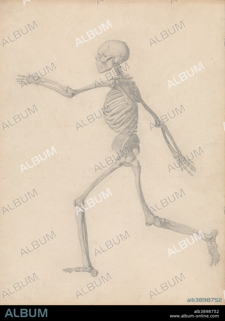 GEORGE STUBBS. A Comparative Anatomical Exposition of the Structure of the Human Body with That of a Tiger and a Common Fowl: Human Skeleton, Lateral View (Close to the Final Study for Table III But Differs in Detail). Date/Period: Between 1795 and 1806. Drawing. Graphite on moderately thick, slightly textured, cream wove paper. Height: 546 mm (21.49 in); Width: 406 mm (15.98 in).