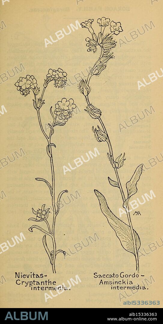 Field Book of Western Wild Flowers New York, 1915 Identification Western US Wildflowers Margaret Nielson Armstrong Margaret Nielson Armstrong Cryptantha Intermedia Amsinckia intermedia Niebla tasmanica Saccatogordo Taxonomy: Family = Boraginaceae Women in Science, The illustration features two distinct plant species side by side, each labeled with their scientific names. On the left, 'Nieuitas - Cryptanethe intermedia' displays a delicate flowering structure with small, clustered blooms and slender green stems. The right side showcases 'SaccatGordo - Amsinckia intermedia,' characterized by elongated leaves and a denser arrangement of flowers, which appear more upright. Both plants are depicted with careful attention to their unique botanical features, including leaf shapes and flower arrangements, providing a clear representation of these species for educational purposes.