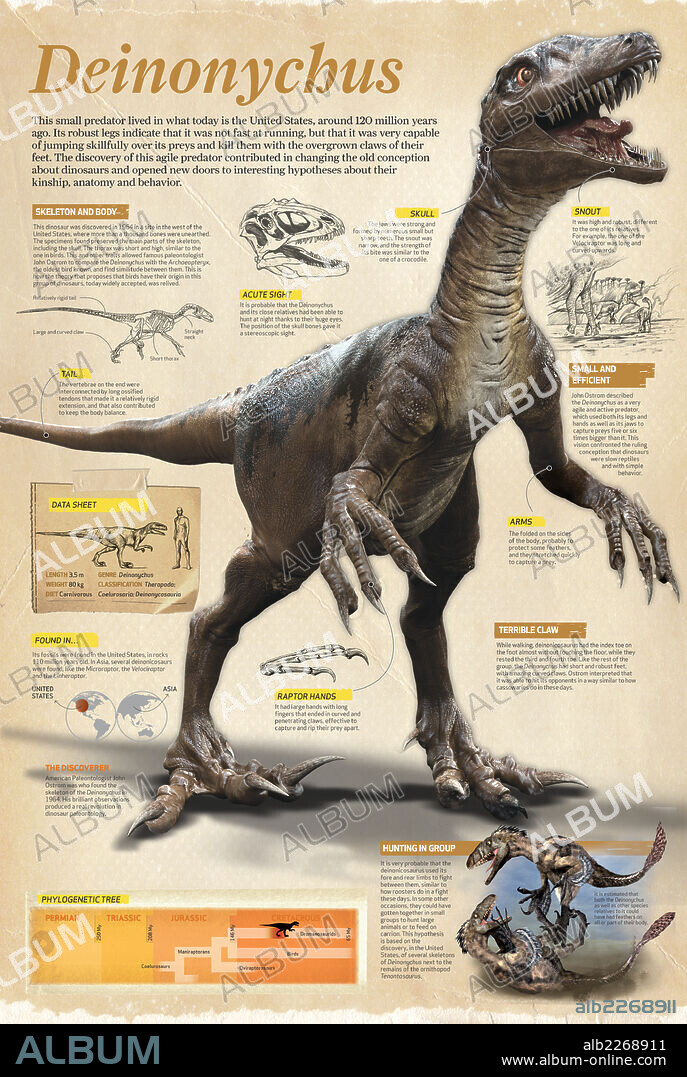 DEINONYCHUS. Infografía del Deinonychus, dinosaurio terópodo y pequeño depredador que vivió a mediados del período Cretácico, hace unos 120 millones de años.