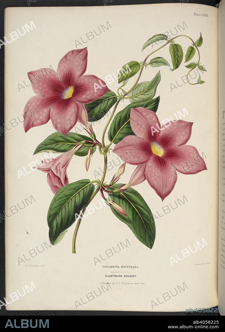 EDWARD GEORGE HENDERSON and J ANDREWS. Dipladenia Houtteana. The Illustrated Bouquet, consisting of figures, with descriptions of new flowers. London, 1857-64. Source: 1823.c.13 plate 80.