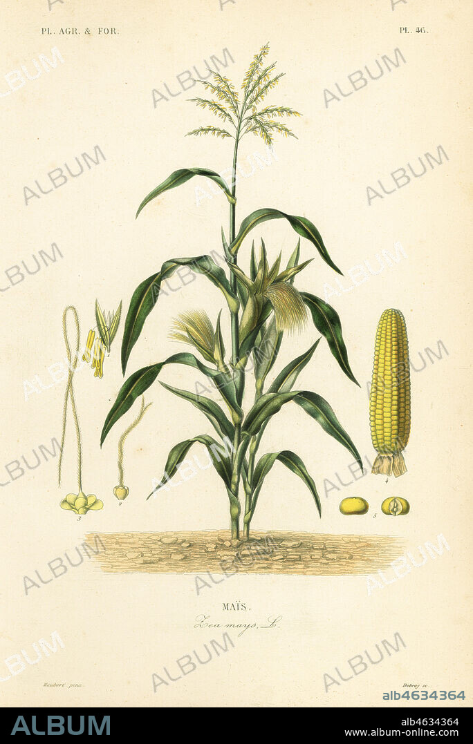 Maize or corn, Zea mays, Mais. Handcoloured steel engraving by Debray after a botanical illustration by Edouard Maubert from Pierre Oscar Reveil, A. Dupuis, Fr. Gerard and Francois Herincqs La Regne Vegetal: Planets Agricoles et Forestieres, L. Guerin, Paris, 1864-1871.