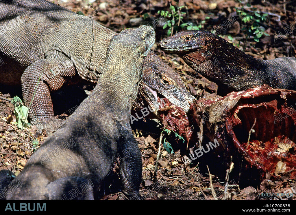 Komodo Dragon eating Timor Deer