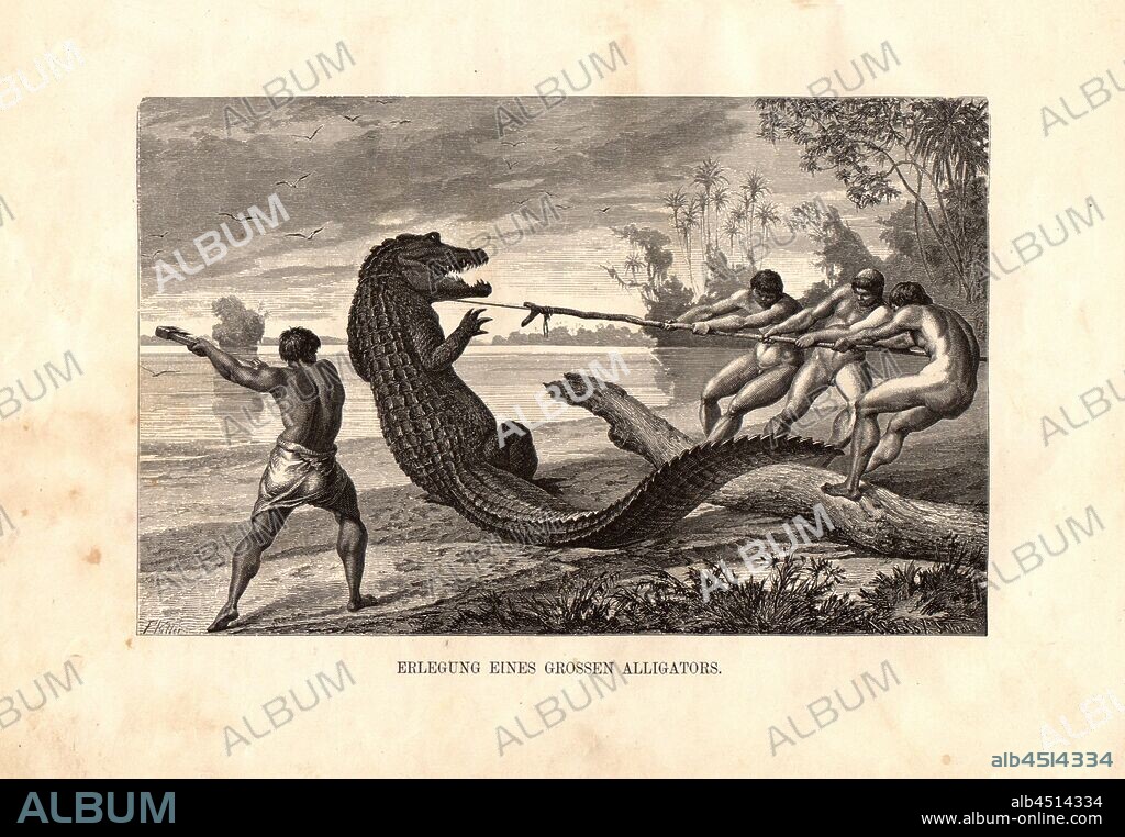 Surrender of a great alligator, Four Men Catch an Aligator, Date Appreciated, Signed: F. Keller; A. Cross; X. J. Niedermann, Fig. 1, Keller-Leuzinger, Franz (ill.); Closs, Adolf (sc.); Niedermann, X. J. (sc.), 1874, Vom Amazonas und Madeira; Skizzen und Beschreibungen aus dem Tagebuche einer Explorationsreise, Franz Keller-Leuzinger, Stuttgart 1874.