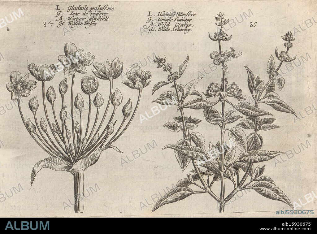 Swan flower and small-flowered sage, Gladiol[us] palustris / Ionc de Riviere / Water gladioll / Wasser Biesen (title on object), Horminu[m] silvestre / Orvale souvage / Wild clarie / Wilde scharley (title on object), Flower garden, the other part (series title), Altera pars horti floridi (series title), Flower garden (series title), Hortus floridus (series title), The images are numbered: 84 and 85. Print is part of a book., print maker: Crispijn van de Passe (II), (attributed to), after design by: Crispijn van de Passe (I), (attributed to), publisher: Johannes Janssonius, Arnhem, 1617, paper, engraving, height 137 mm × width 208 mm, print.