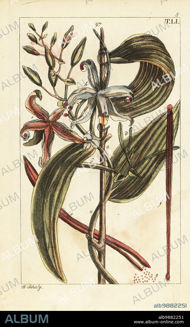 Vanilla orchid, bean, flower, leaves, Epidendron vanilla, Vanilla planifolia. Handcolored copperplate engraving by J. Schaly of a botanical illustration from Gottlieb Tobias Wilhelm's Unterhaltungen aus der Naturgeschichte (Encyclopedia of Natural History), Vienna, 1816.