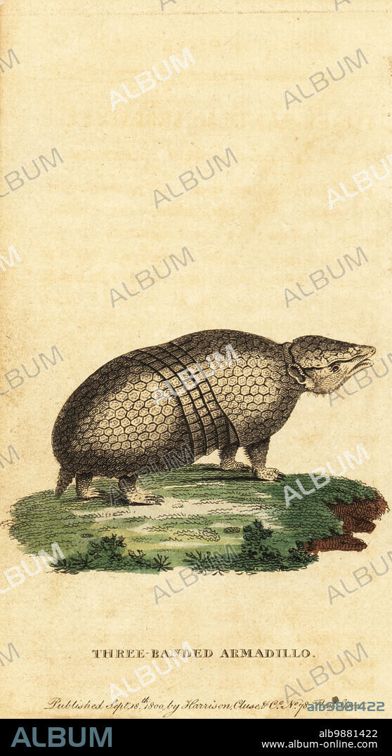 Brazilian three-banded armadillo, Tolypeutes tricinctus Three-banded armadillo, Dasypus tricinctus. Handcolored copperplate engraving after an illustration by Jacques de Sève from The Naturalists Pocket Magazine, Harrison, Fleet Street, London, 1800.