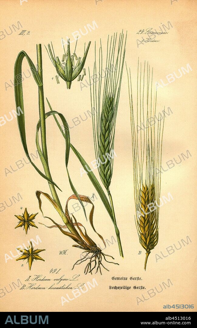 Common barley and six-row barley, A: Hordeum vulgare L. - Common Barley, B: Hordeum hexastichon L. - Six-Line Barley, Family: 24. Gramineae, 1. Hordeae - Grasses, Barley Grasses, Signed: WM, pl., 49 I, after p. 104 (vol. 1), Müller, W., 1886, Otto Wilhelm Thomé: Prof. Dr. Thomé's Flora von Deutschland, Österreich und der Schweiz in Wort und Bild. Gera-Untermhaus: Verlag von Fr. Eugen Köhler, [1886].
