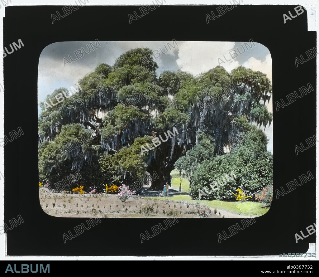 FRANCES BENJAMIN JOHNSTON. Middleton Place, John Julius Pringle Smith house, 4300 Ashley River Road, Charleston, South Carolina, 1928. House: Original house burned in 1865; a 1755 guest quarters converted to the family house. Landscape: Gardens first planted in 1791 by Henry Middleton; restored by John Julius Pringle Smith, a Middleton descendent, and Heningham Ellett (Mrs. J. Pringle Smith) in the 1920s. [The "Middleton Oak", or "Great Oak", is a massive live oak tree with a trunk more than 10 feet (3.0 m) in diameter].