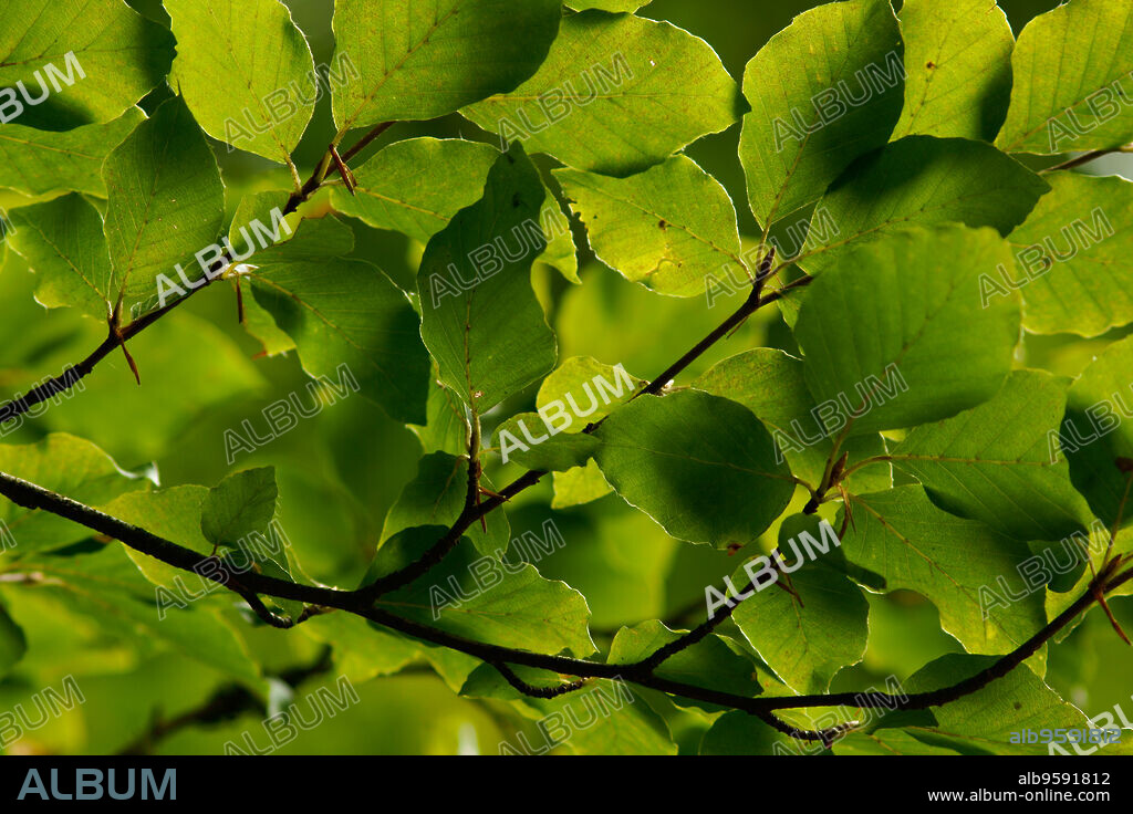 Hojas de haya(fagus sylvatica). Bosque de Irati.Cordillera pirenaica.Navarra.España.