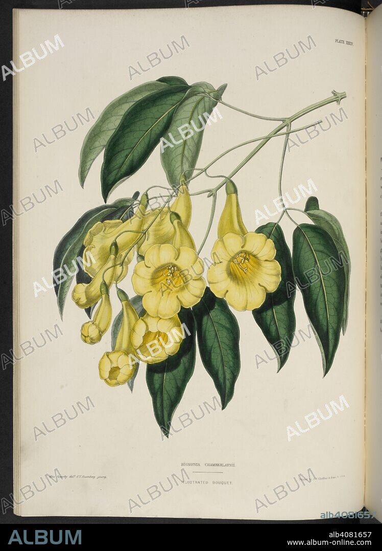 EDWARD GEORGE HENDERSON and MISS SOWERBY. Bignonia chamberlaynii. Bignonia is a genus of flowering plants in the catalpa family, Bignoniaceae. . The Illustrated Bouquet, consisting of figures, with descriptions of new flowers. London, 1857-64. Source: 1823.c.13 plate 34.