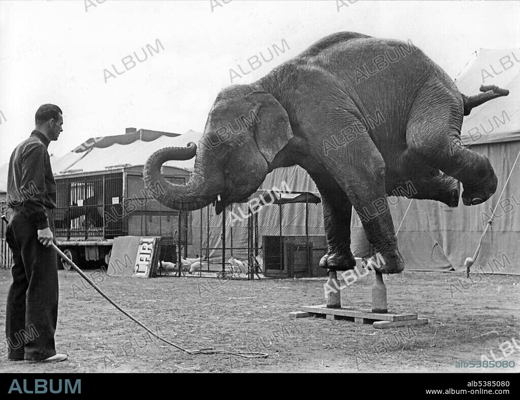 Historic photograph, elephant performing a handstand on bottles, cruelty to animals, around 1926.