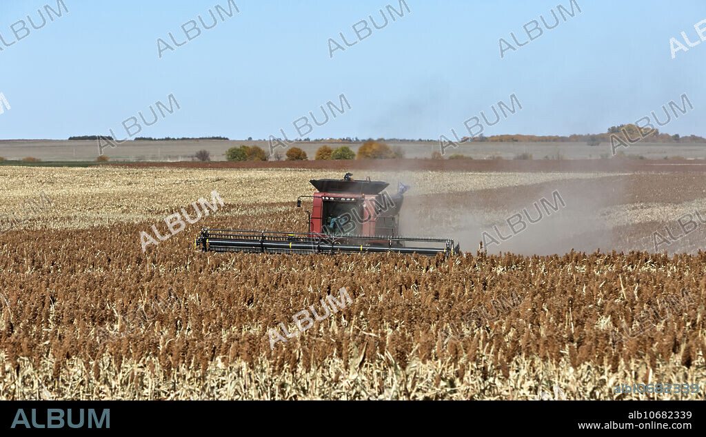 Farmer harvesting milo grain sorghum crop (Sorghum vulgare), Trego County, Kansas, USA.