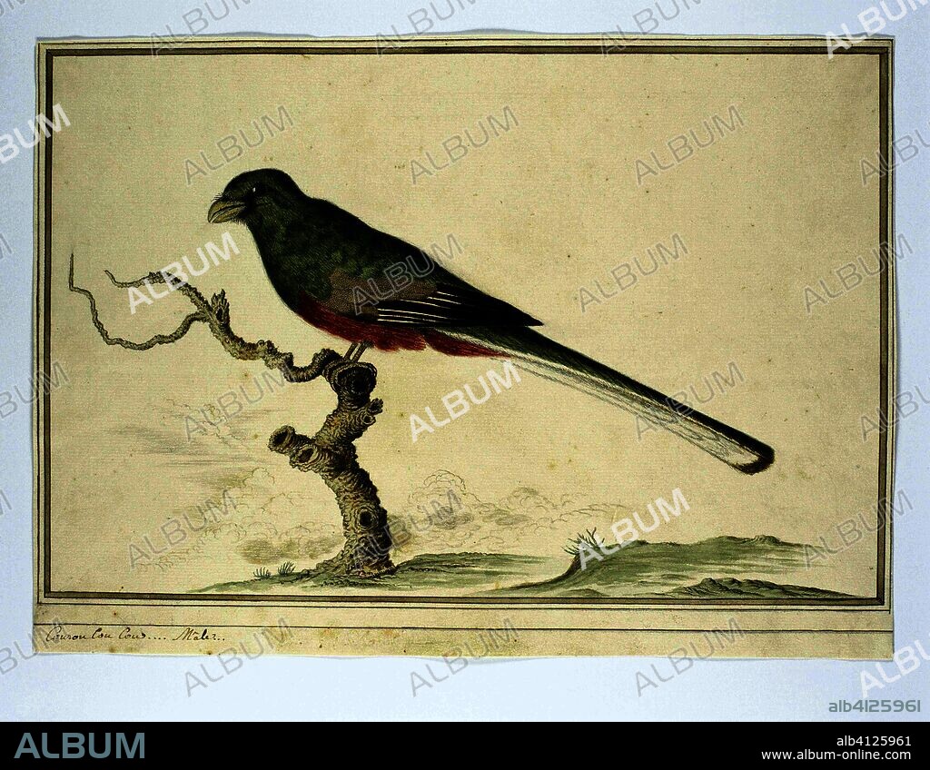 Apaloderma narina (Narina trogon). Draughtsman: Robert Jacob Gordon. Dating: Oct-1777 - Mar-1786. Measurements: h 660 mm × w 480 mm; h 293 mm × w 404 mm; h 256 mm × w 392 mm.