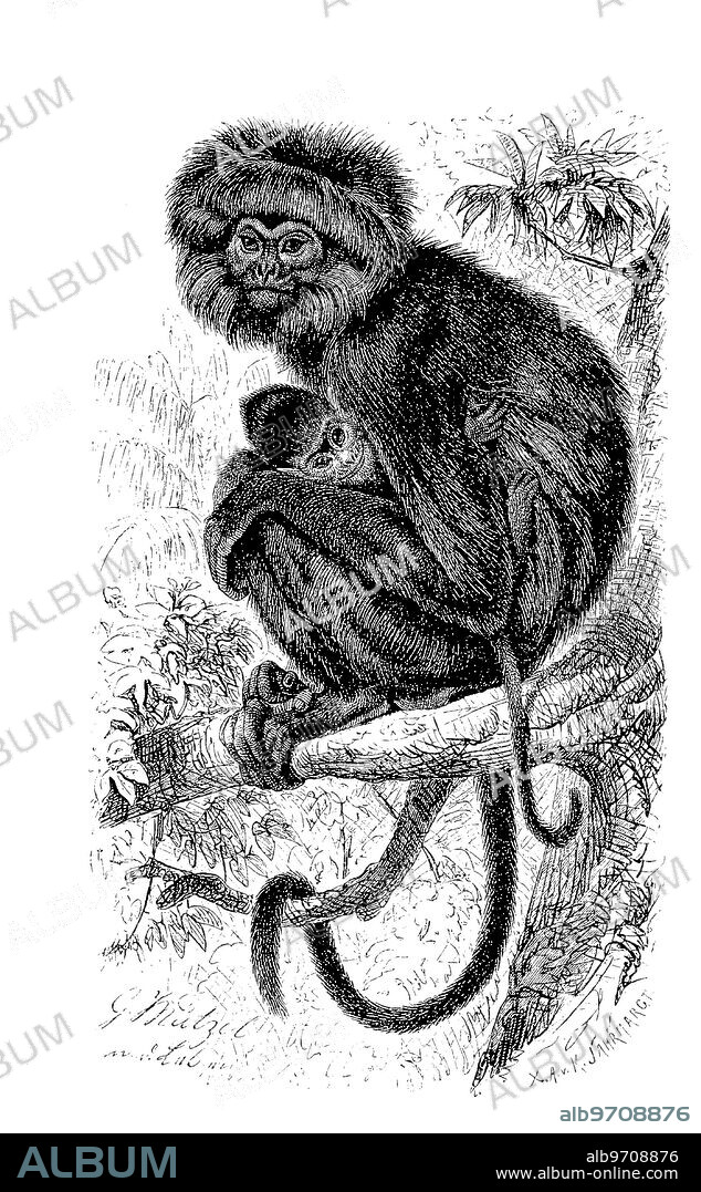 Budeng, Semnopithecus maurus, a primate species from the group of slender monkeys, digitally restored reproduction of an original artwork from the 19th century, exact original date not known.