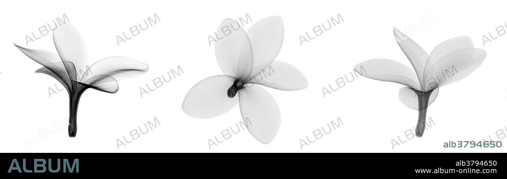 X-ray of Fragipani (Plumeria sp.) flowers.