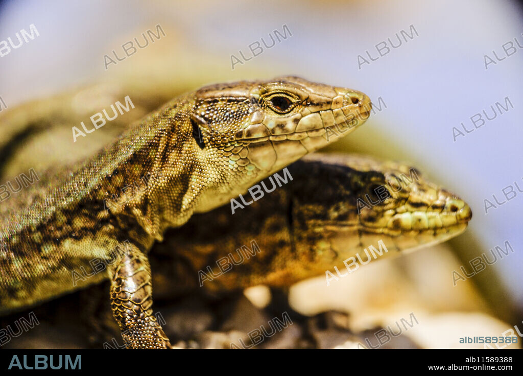 "Sargantana", native lizard, Podarcis lilfordi giglioli. Sa Dragonera Natural Park. Dragonera Island. Tramuntana mountains. Majorca. Balearic Islands. Spain.