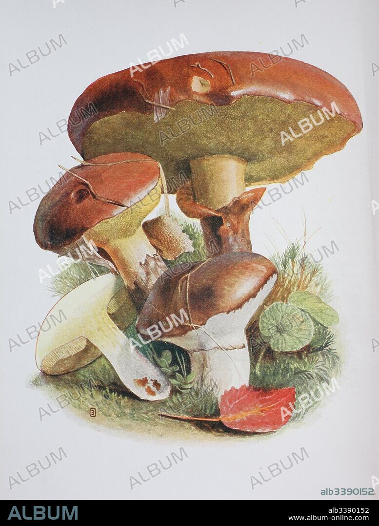 Suillus luteus is a bolete fungus, and the type species of the genus Suillus. A common fungus native to Eurasia, from the British Isles to Korea, it has been introduced widely elsewhere, including North and South America, southern Africa, Australia and New Zealand. Commonly referred to as slippery jack or sticky bun in English-speaking countries, digital reproduction of an ilustration of Emil Doerstling (1859-1940).