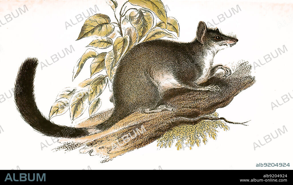 Doppelkamm-Beutelmaus oder Kowari, Dasyuroides byrnei / Brush-tailes pouched mouse, kowari, Dasyuroides byrnei, Historisch, historical, digital improved reproduction of an original from the 19th century / digital restaurierte Reproduktion einer Originalvorlage aus dem 19. Jahrhundert, genaues Originaldatum nicht bekannt,.