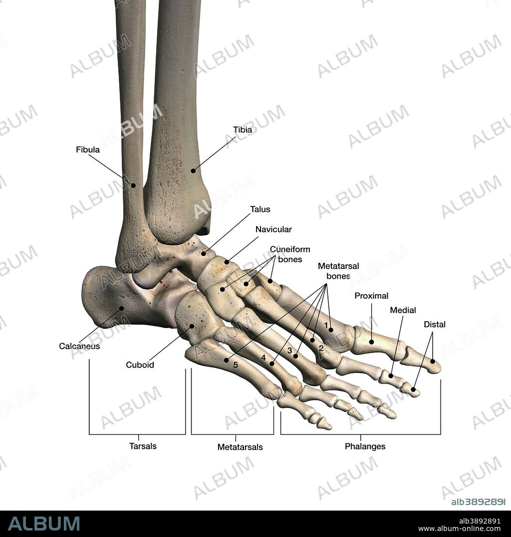 Bones of human foot with labels.