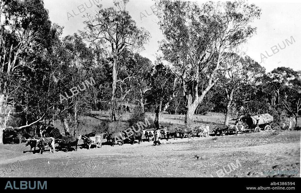 Negative - Casterton District, Victoria, circa 1922, A bullock team on 'Roseneath' station. They are pulling a wagon with carries the trunk of a large red gum.