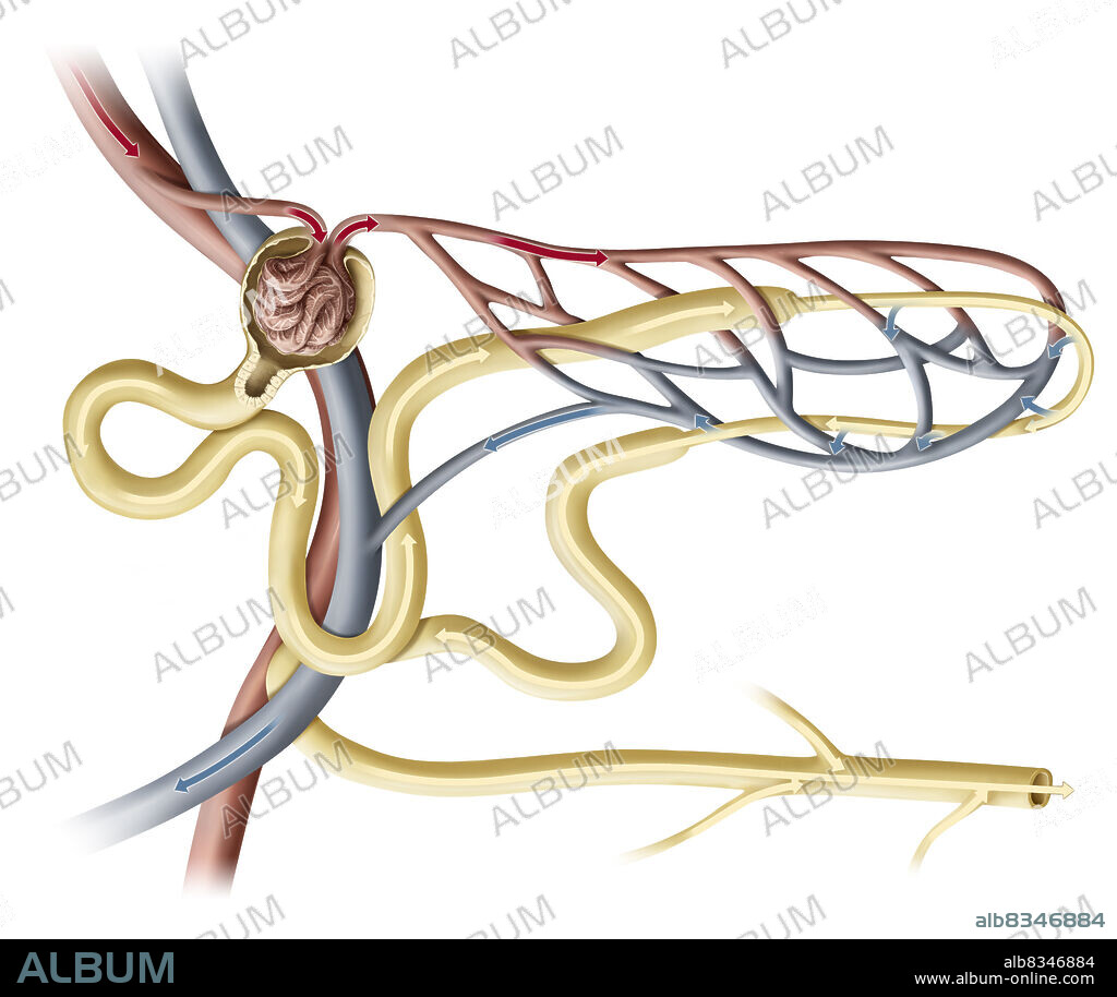 Nephrons are the functional units of the kidneys, filtering the blood and producing urine. Each kidney contains around one million nephrons. A nephron is composed of two main elements: the glomerulus and the renal tubule.