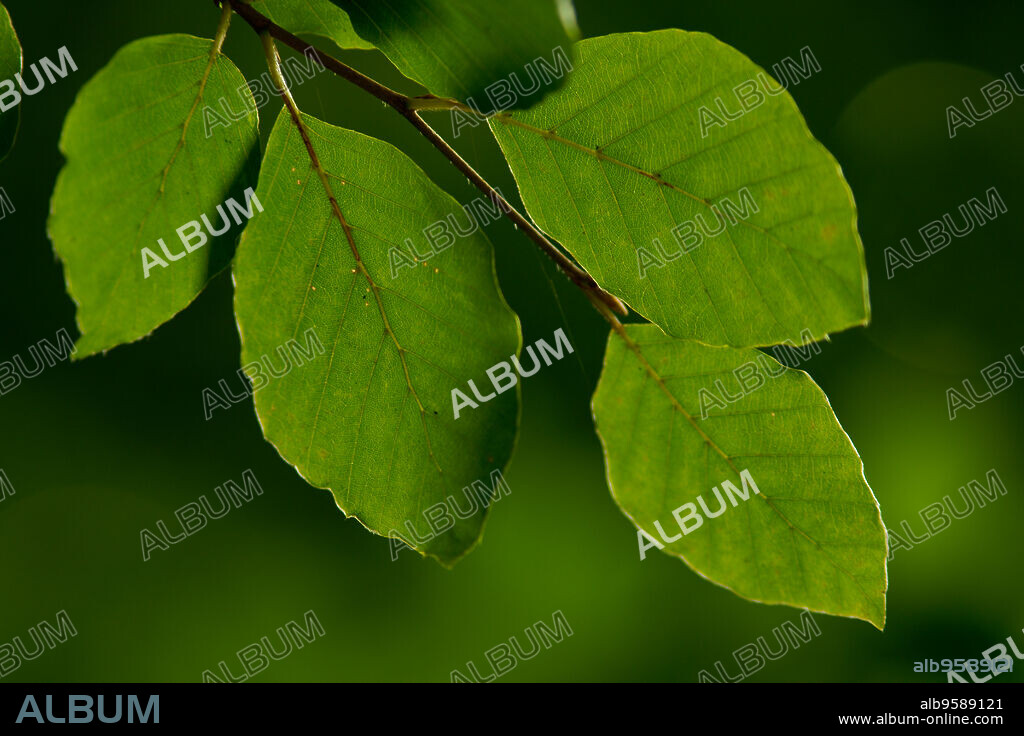 Hojas de haya(fagus sylvatica). Bosque de Irati.Cordillera pirenaica.Navarra.España.