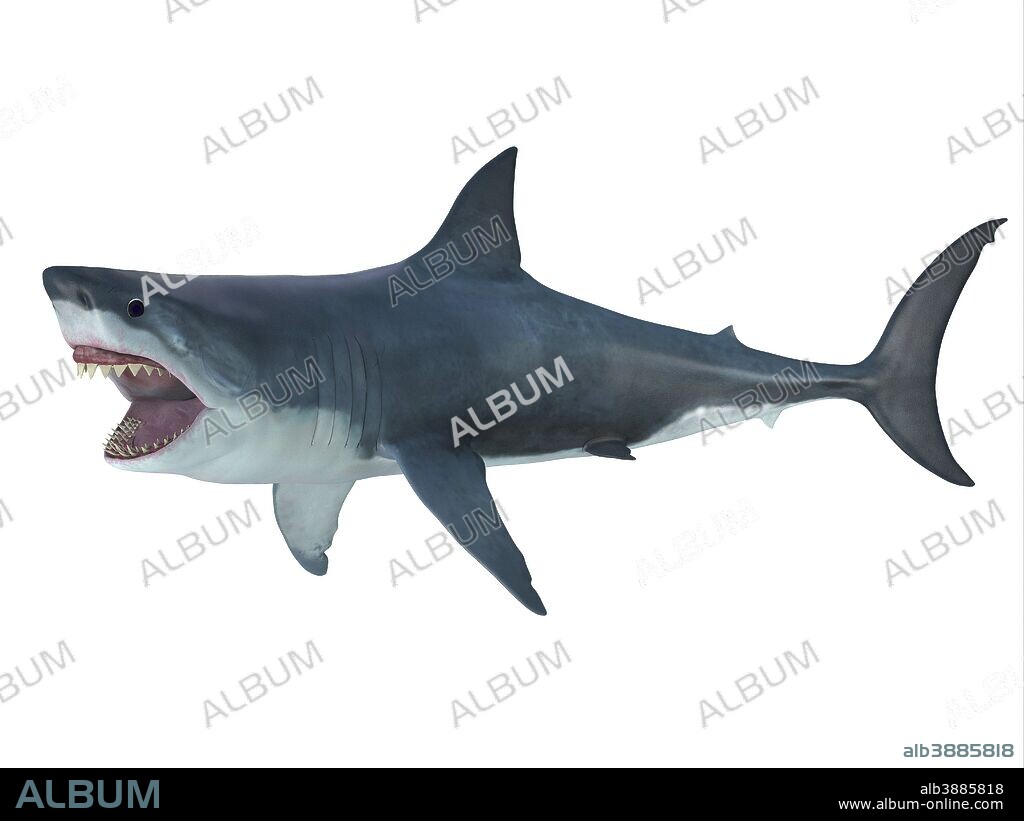Megalodon shark, side profile. The prehistoric Megalodon shark could grow to be 82 feet in length and lived during the Miocene to the Pliocene Periods.