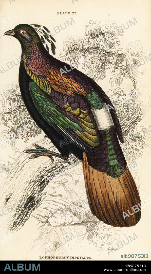 Himalayan monal, male, Lophophorus impejanus. (Impeyan lophophorus, Lophophorus impeyanus.) Handcoloured copperplate engraving by William Lizars from Sir William Jardines the Natural History of Gallinaceous Birds in his Naturalists Library: Ornithology, Lizars, Edinburgh, 1834.