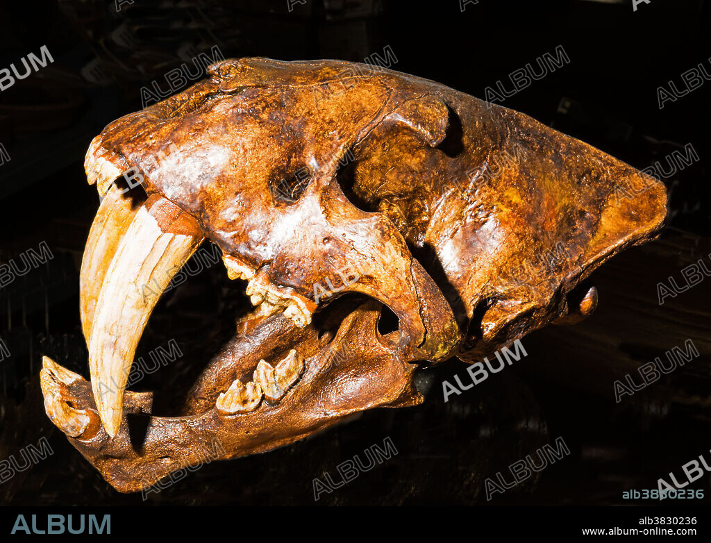 Saber Tooth Cat. Smilodon Gracilis. Private Collection.