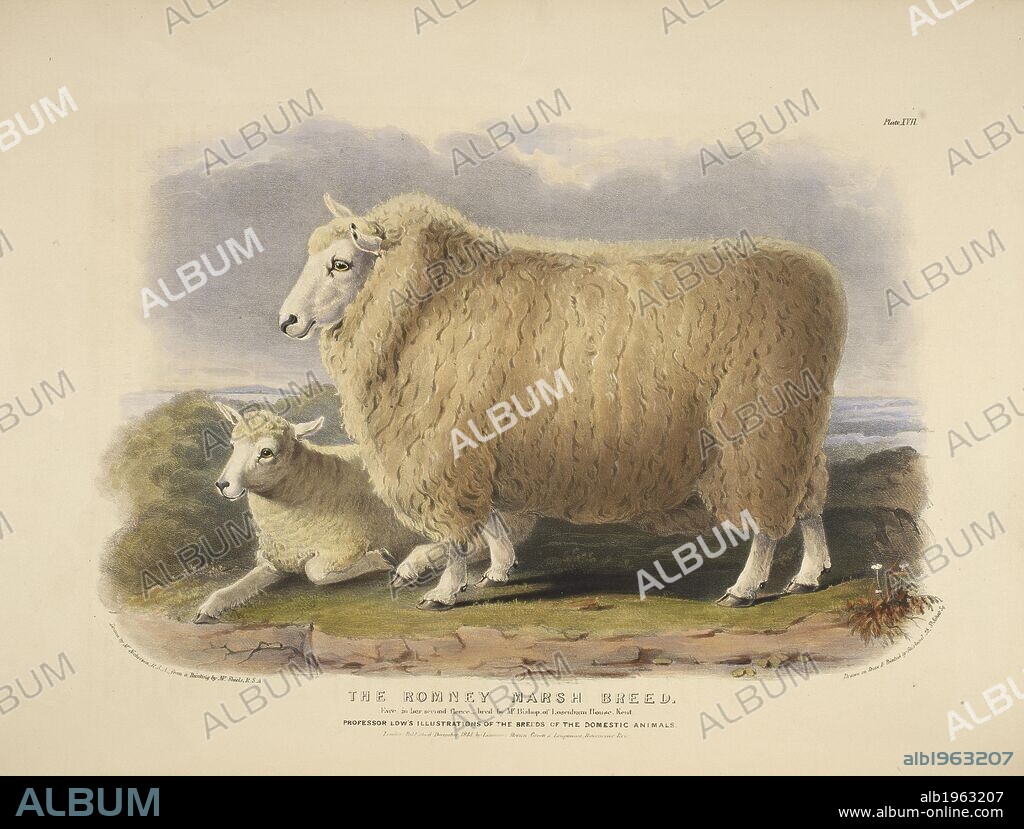 WILLIAM NICHOLSON y DAVID LOW. The Romney Marsh breed. The Breeds of the Domestic Animals ... London, 1842. Source: 578.m.32, plate XVII.