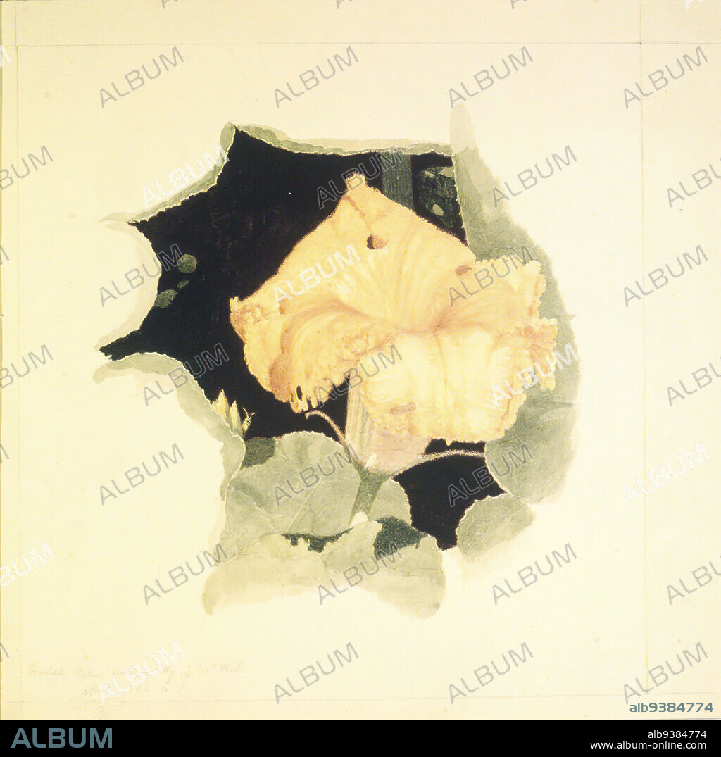 Yellow Blossom, John William Hill, American, 1812-1879, Transparent and opaque watercolor over graphite with gum varnish on beige, thick, slightly textured wove paper, ca. 1856-1857, 8 7/8 x 9 3/8 in., 22.5 x 23.8 cm, bloom, blossom, delicate, flower, grid, jaune, paper, petals, watercolor, yellow.