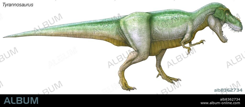 Tyrannosaurus, "tyrant lizard," late Cretaceous dinosaur. A large, powerful predator with an enormous head and serrated teeth.